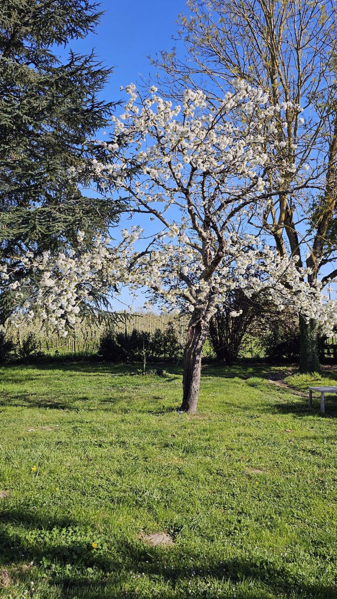Appartement Domaine Des Moizons, Le Cerisier *