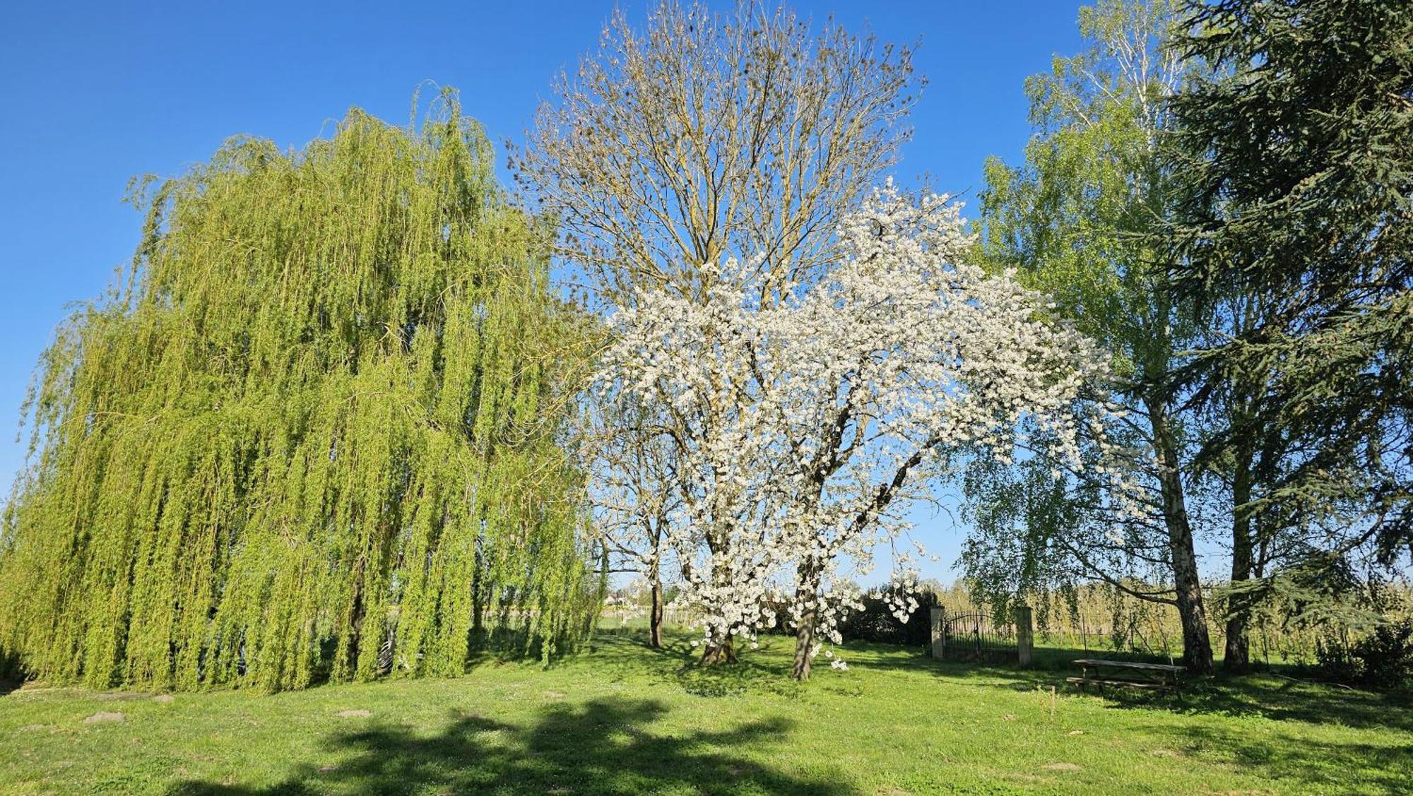 Domaine Des Moizons, Le Cerisier * Villebernier